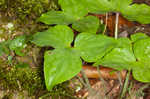 Sharplobe hepatica